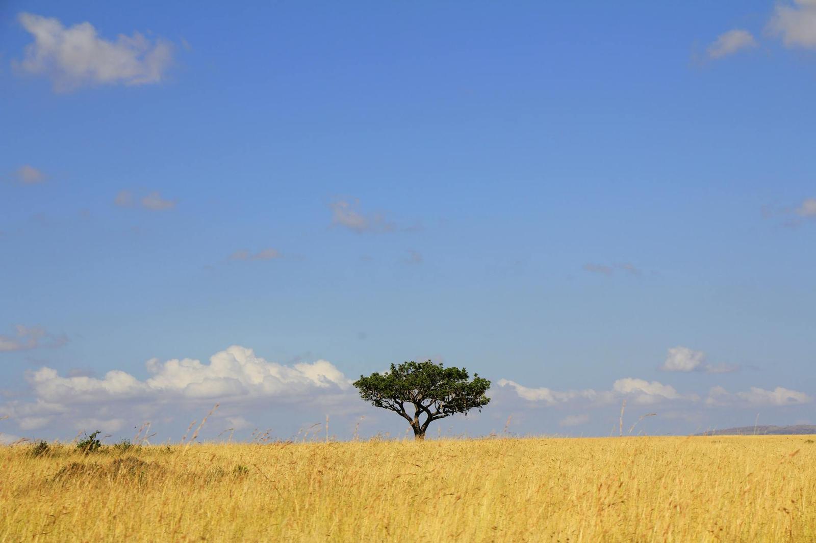Another Endless Plains — Kenya
