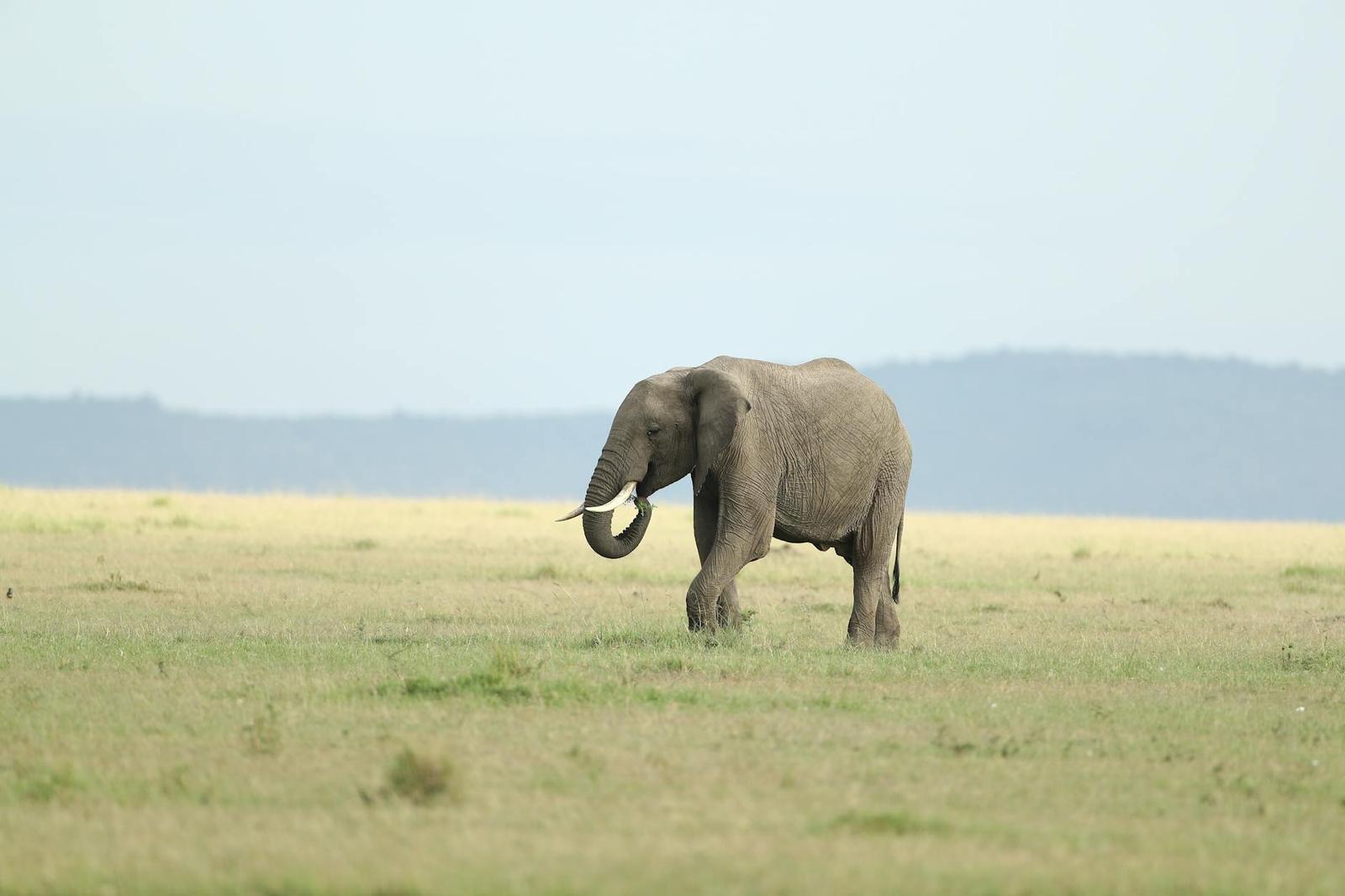Flight — Masai Mara, Kenya