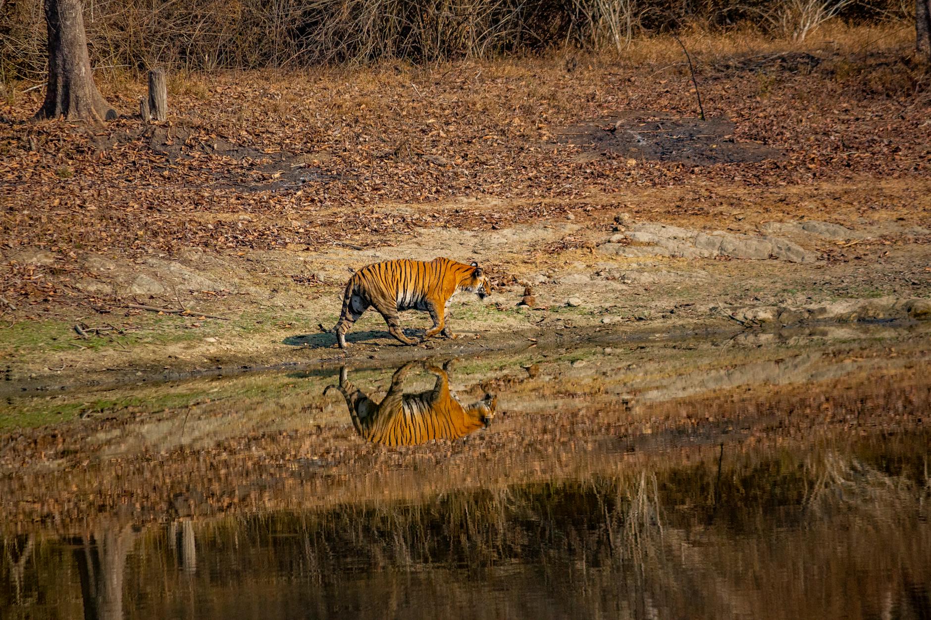 Pench safari — Pench, India