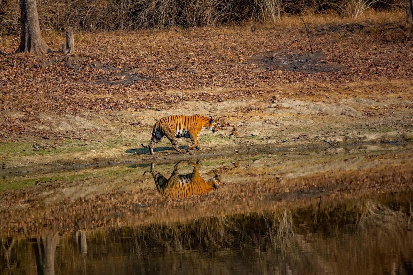 Pench safari — Pench, India