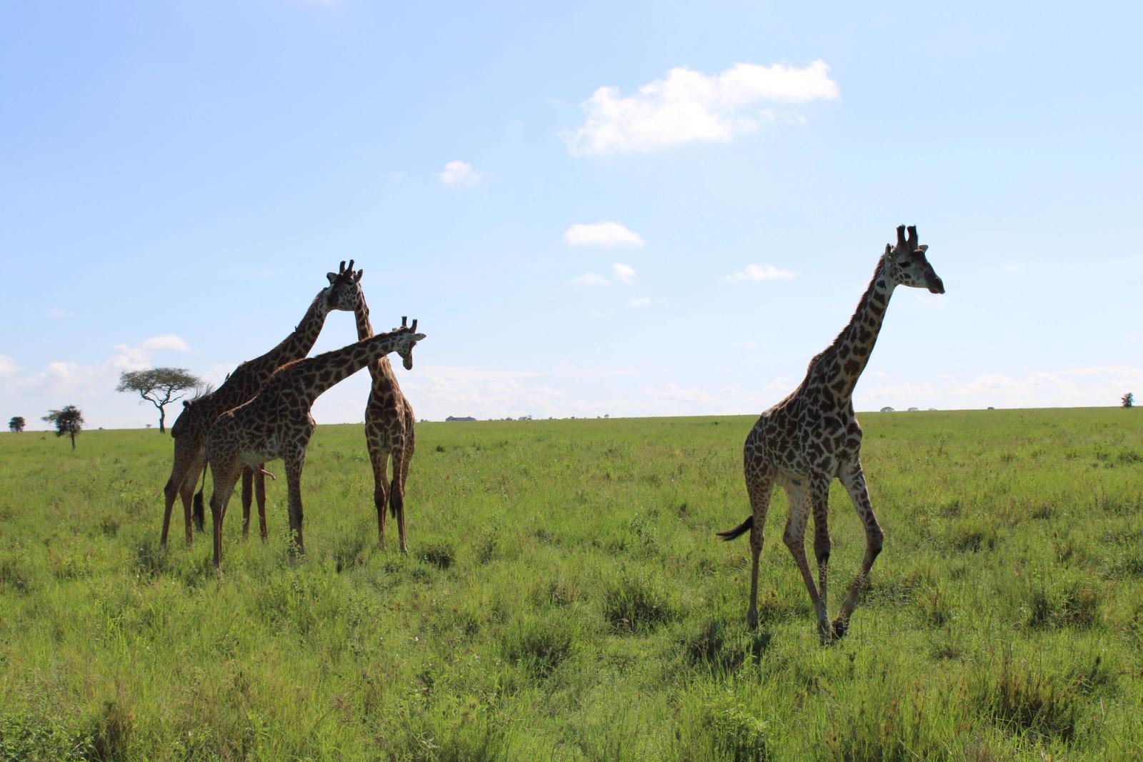 A stunning scene of giraffes grazing on the Serengeti's open plains under a clear sky