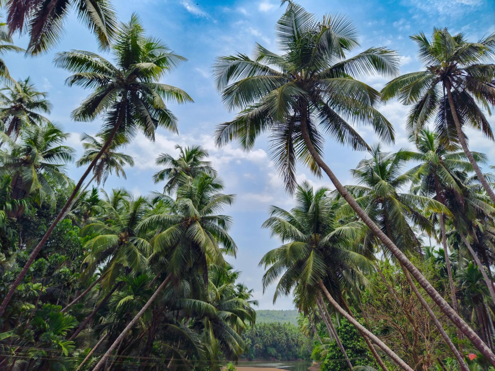Tall palm trees silhouetted against a blue sky with light clouds