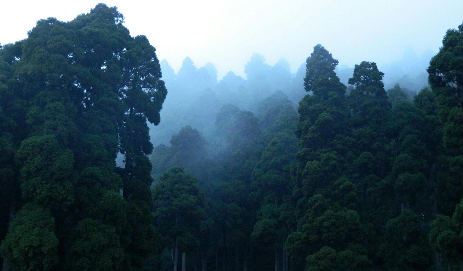 Misty forest scene with towering trees in Darjeeling, India, enveloped in fog