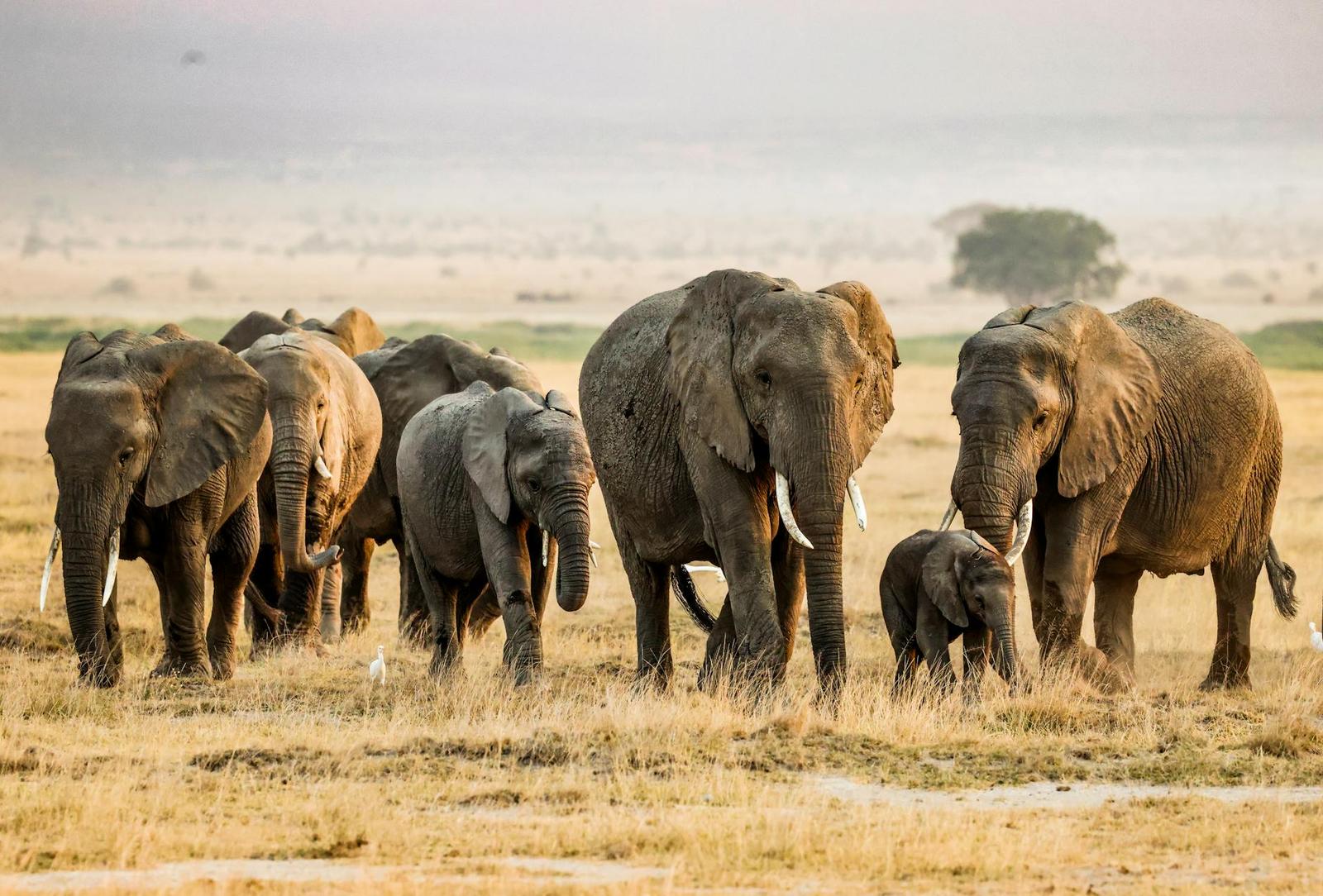 Elephant herd with a calf crossing a hazy golden savanna