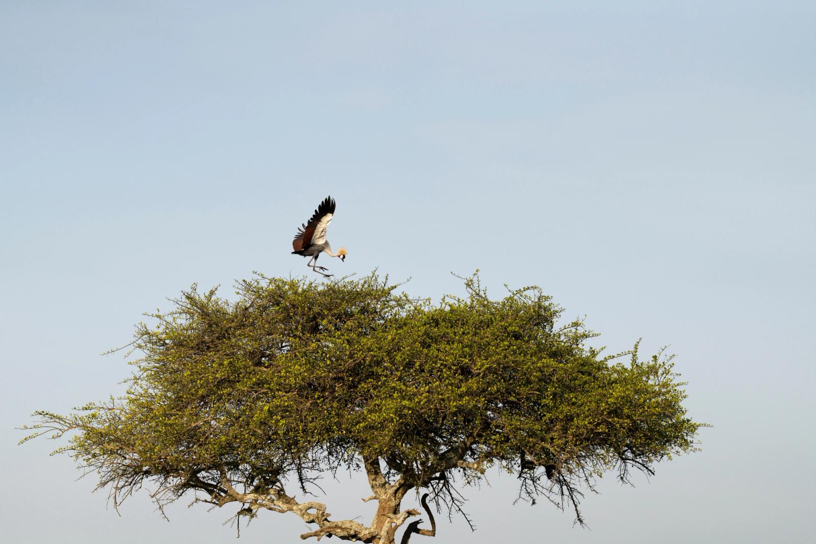 Majestic African crowned crane elegantly lands atop a tree in the Kenyan wilderness