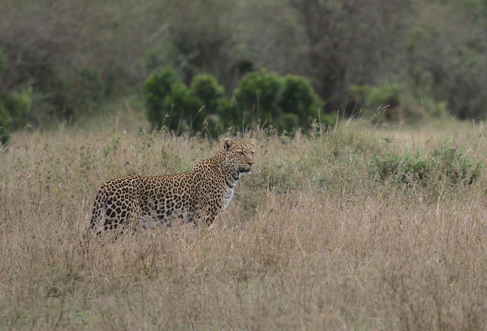 Big Five Sightings, Kenya