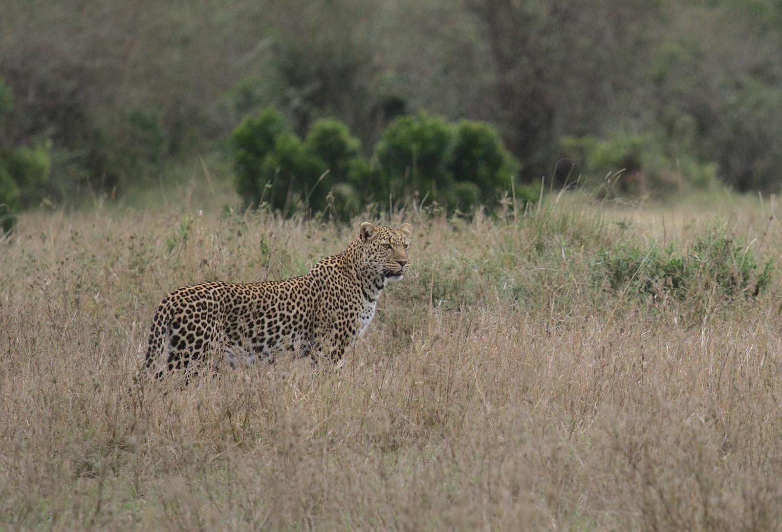 Big Five Sightings, Kenya