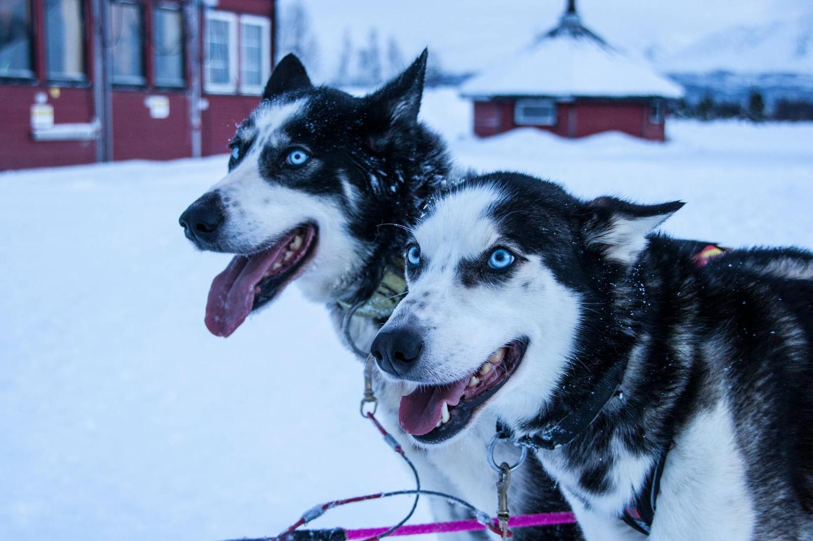 Santa Claus Village Husky — Norway