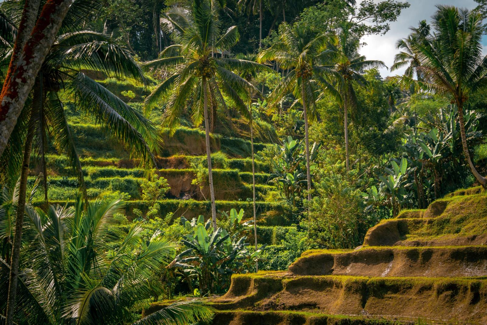 Explore the vibrant rice terraces of Ubud, Bali, framed by towering palm trees in a tropical paradise