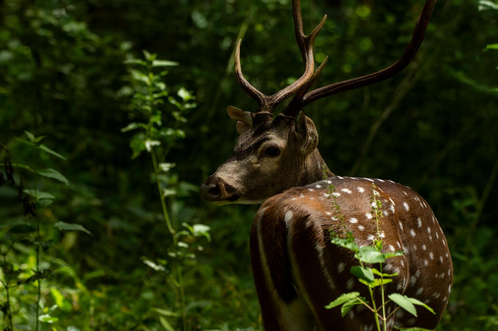 A spotted deer with tall antlers glances back amid dense forest undergrowth