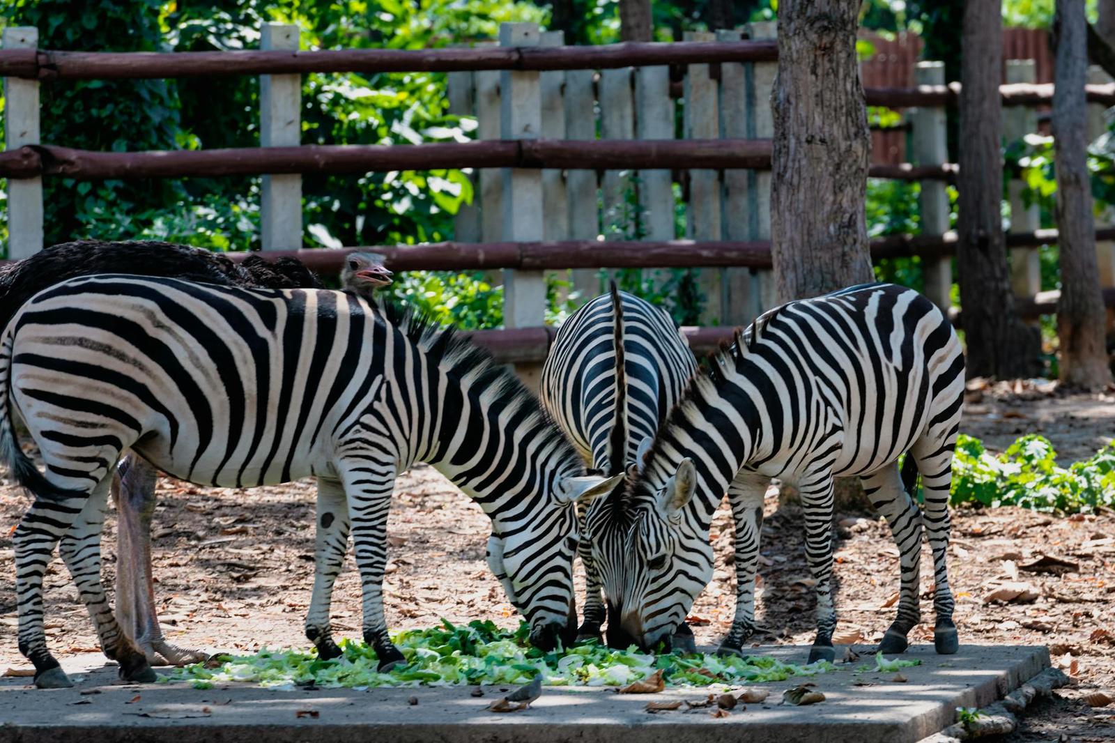 Zebras grazing together on greens inside a fenced enclosure