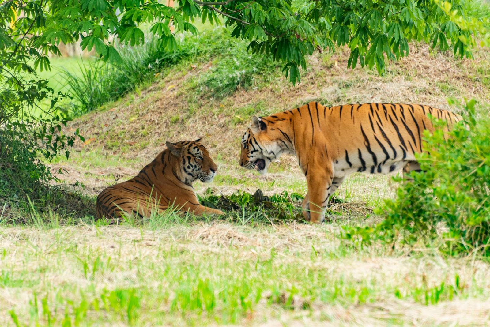 Tiger Topia — Pattaya, Thailand