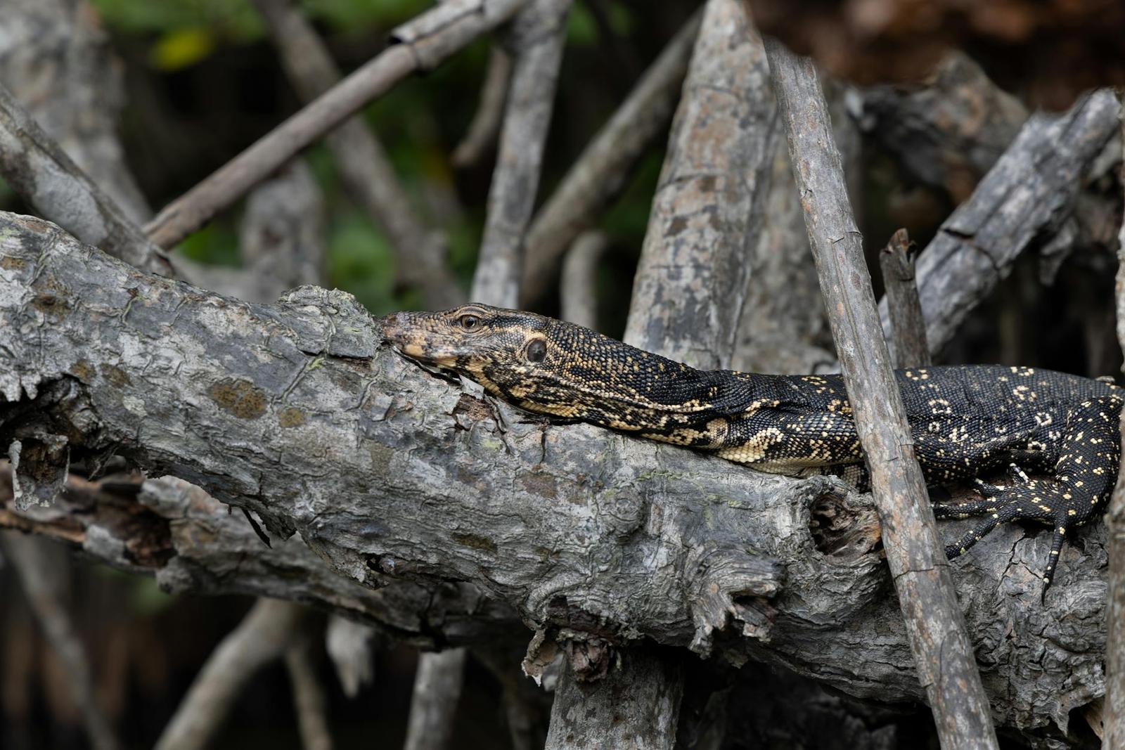 Bentota Madu River, Sri Lanka