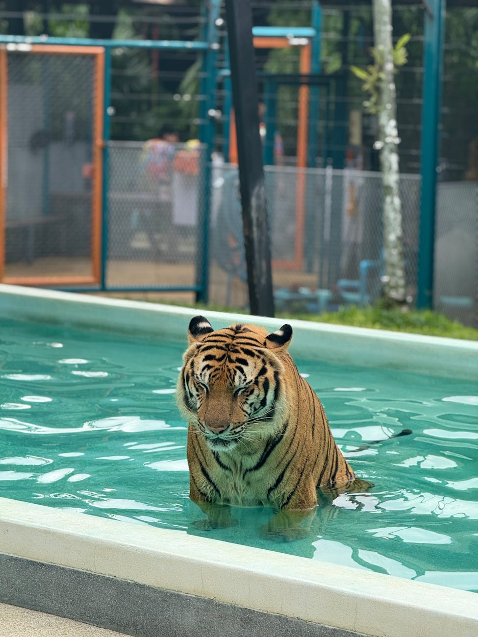 Phuket Half City Tiger — Thailand