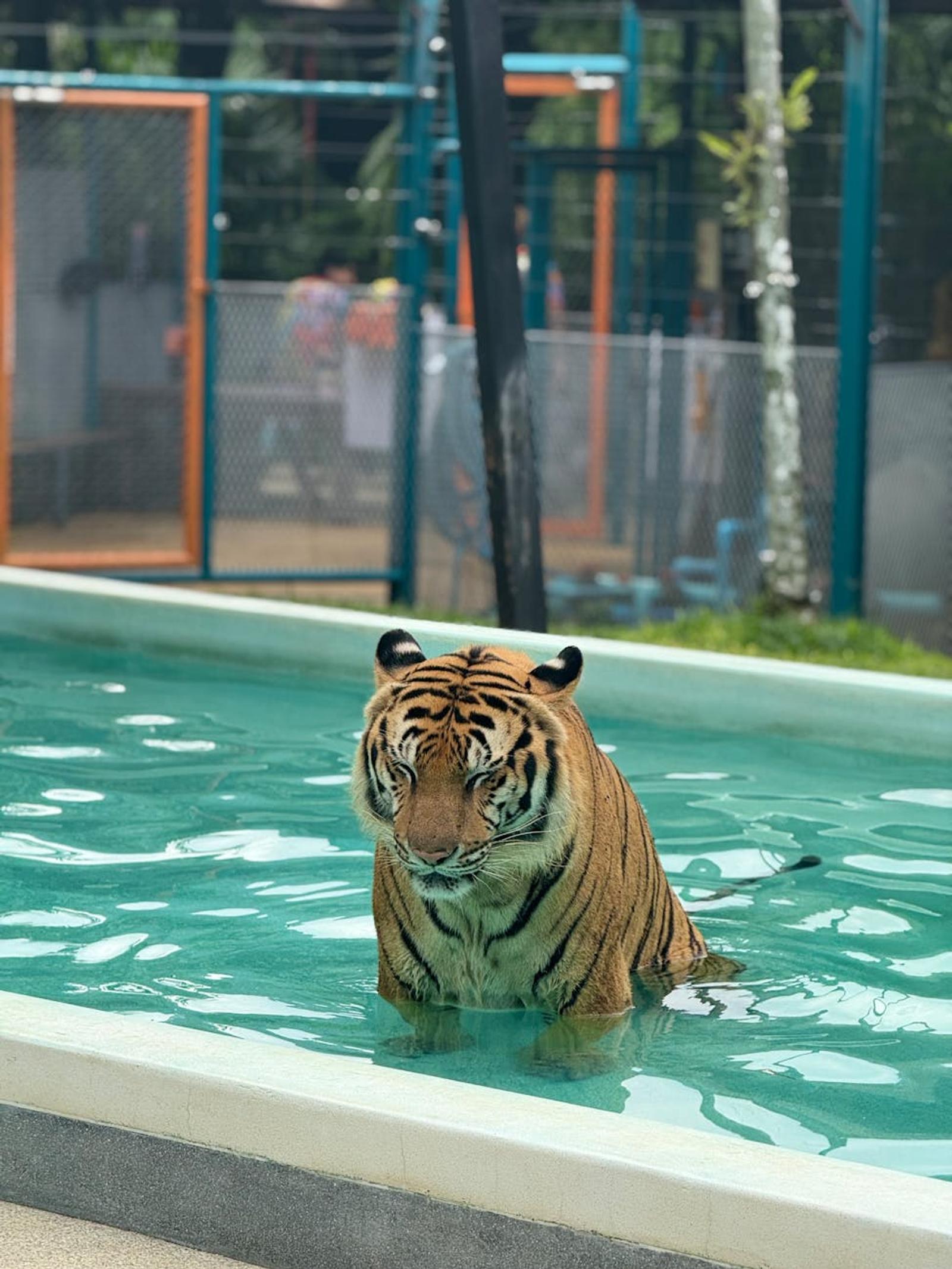 Phuket Half City Tiger — Thailand