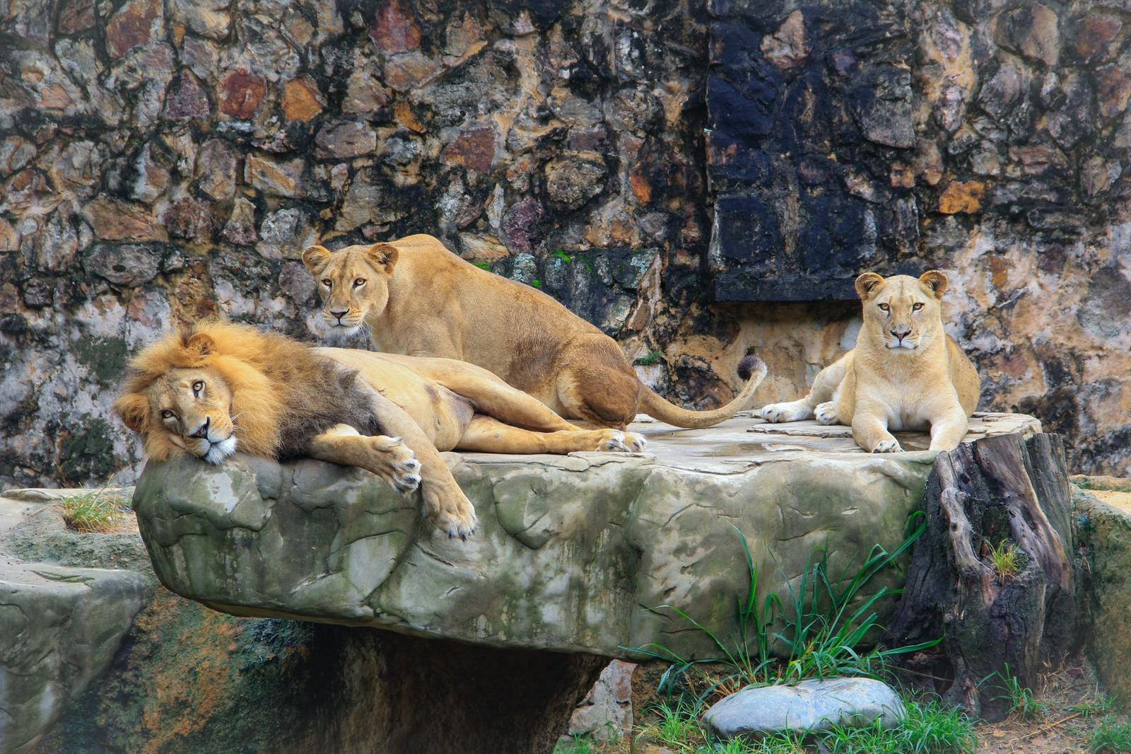 A peaceful scene of a lion and two lionesses resting together on a rock platform in a zoo enclosure