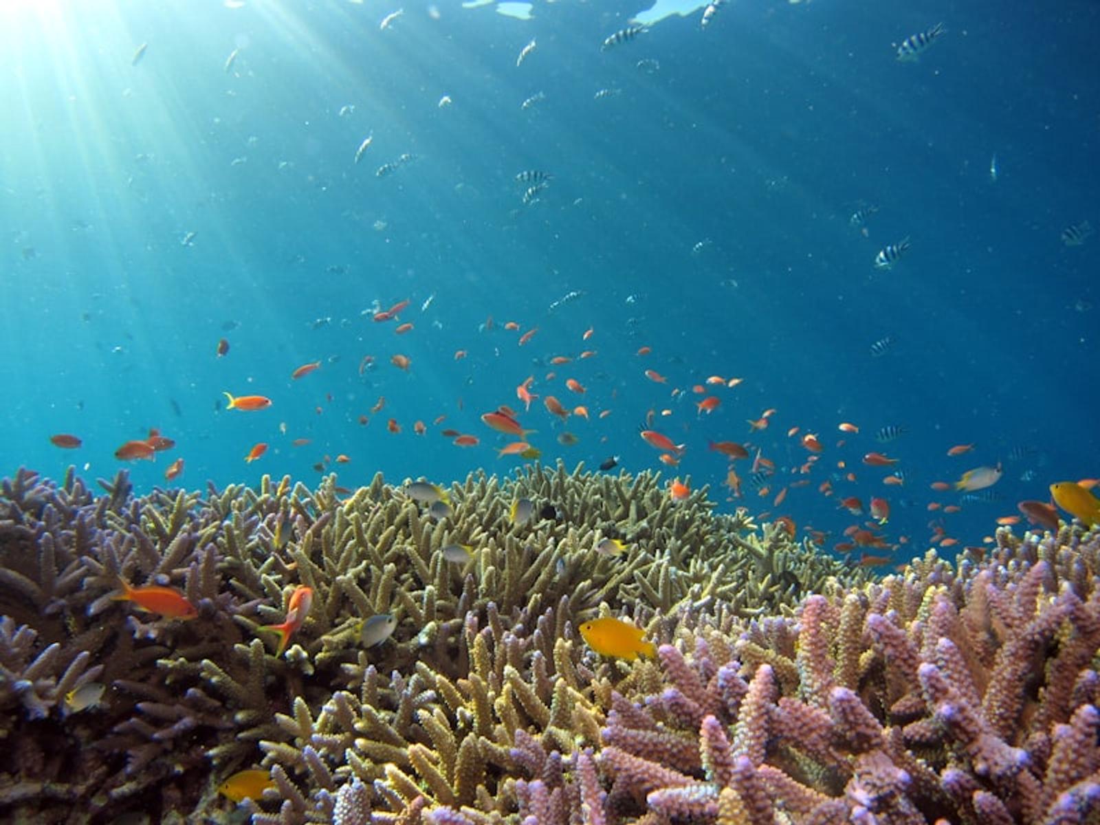 Snorkelling over coral reef