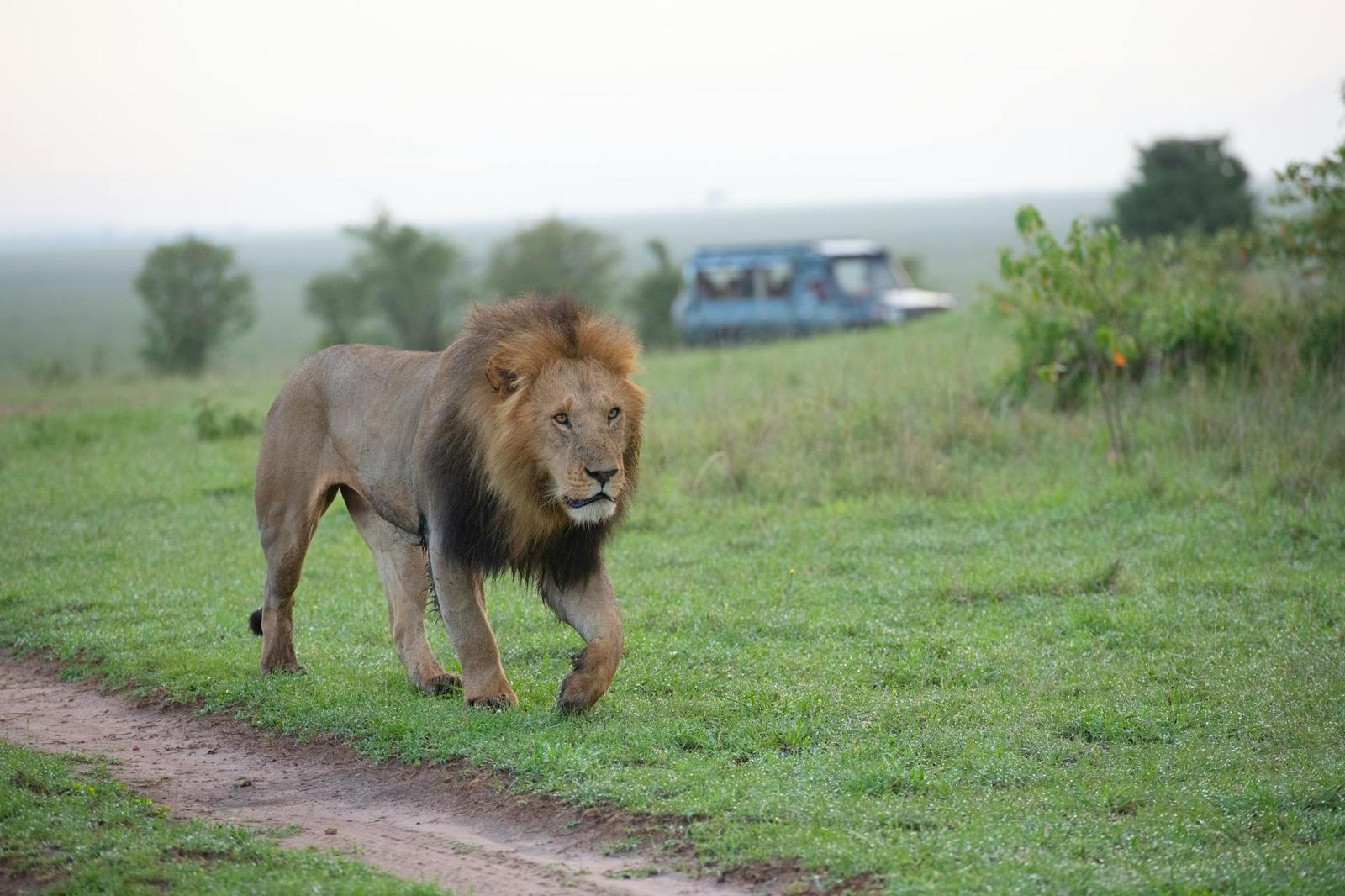 Male lion with a full mane walking along a dirt track as a safari truck watches from afar