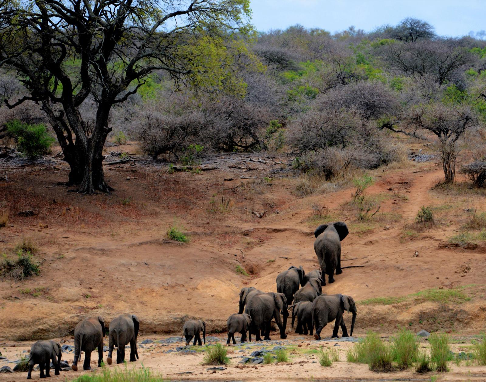 A herd of African elephants walking through Kruger National Park, South Africa