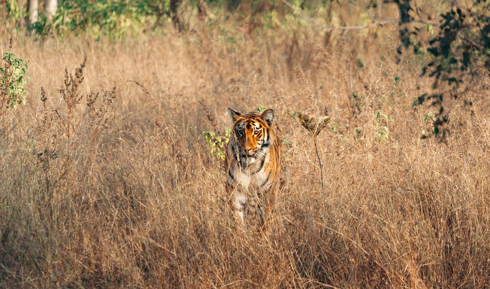 Ranthambore Safari — Rajasthan, India