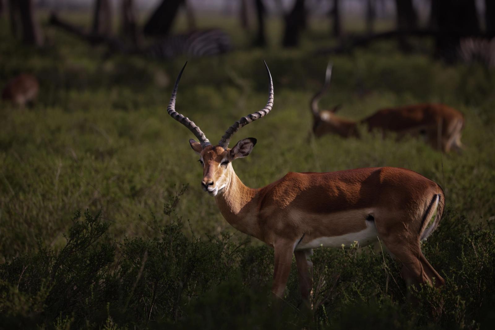 A stunning impala gracefully stands in the lush savanna of Kenya's Narok region