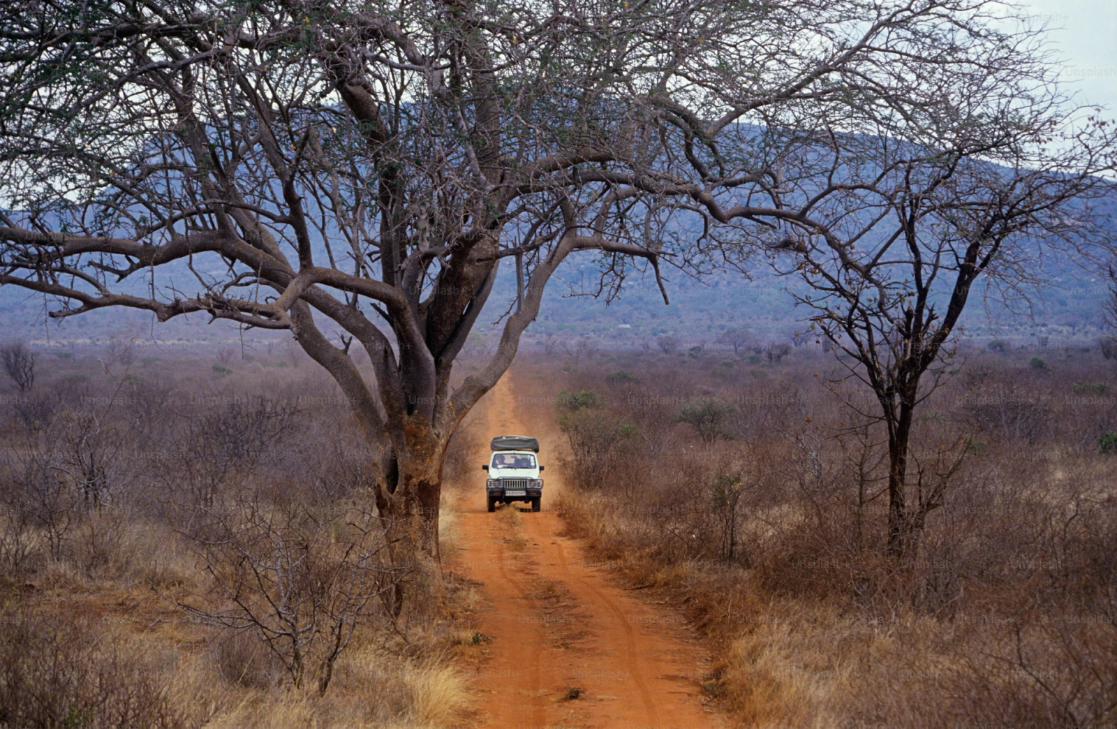 A safari vehicle on a red dirt road passing beneath a large acacia tree