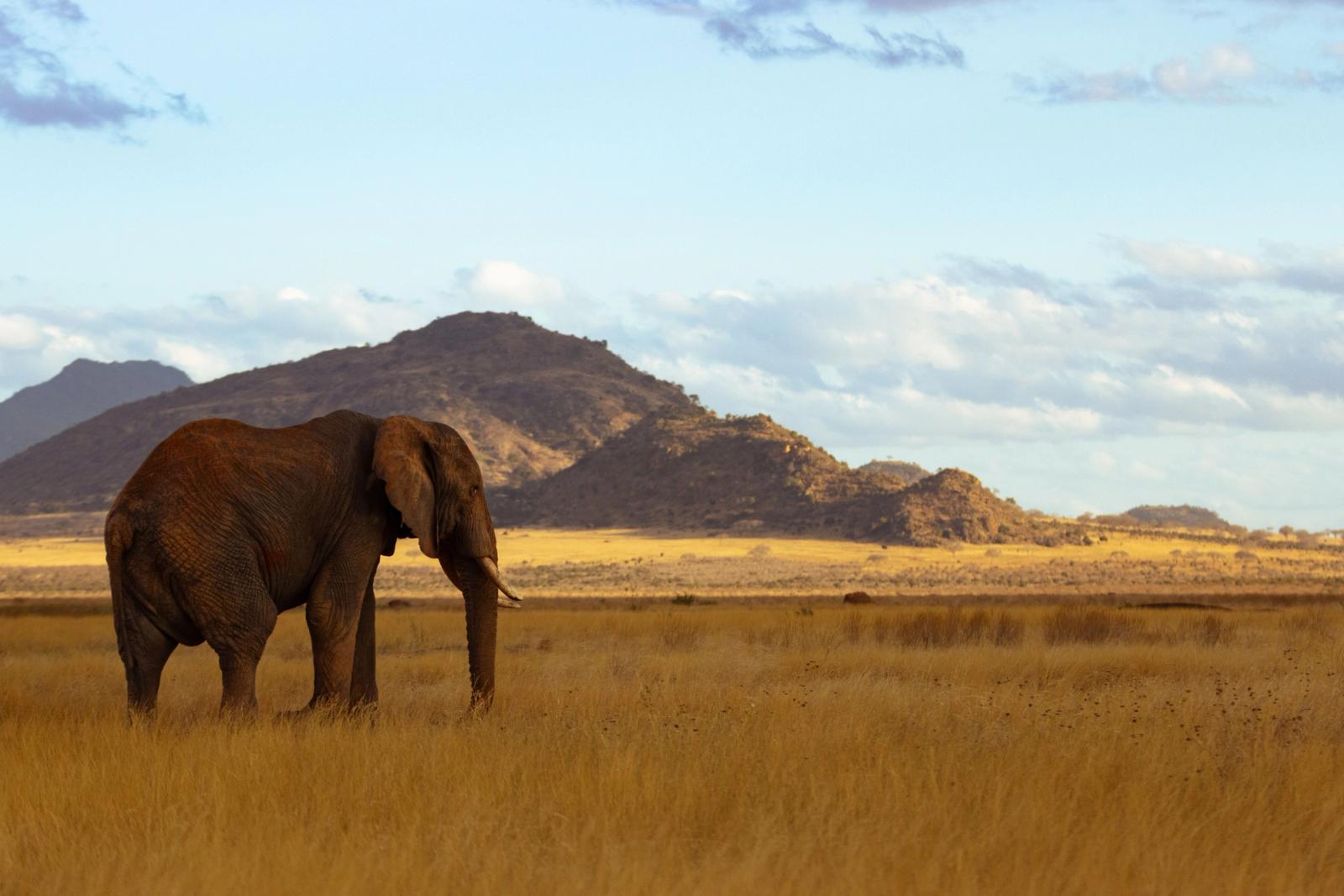 An African elephant stands majestically in the vast Kenyan savanna, with mountains in the background