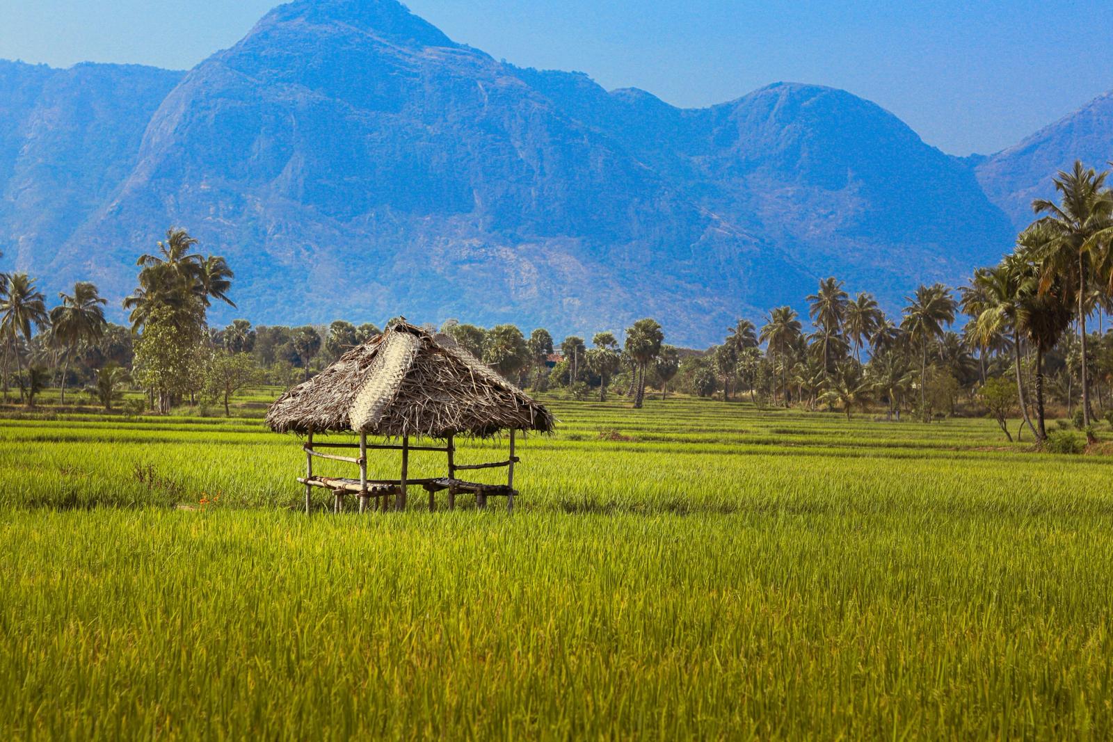 Picturesque view of lush paddy fields with mountains in Palakkad, India