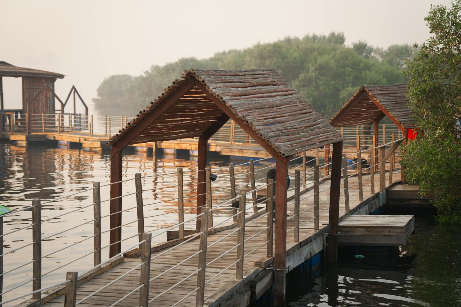 Mangrove architecture at night