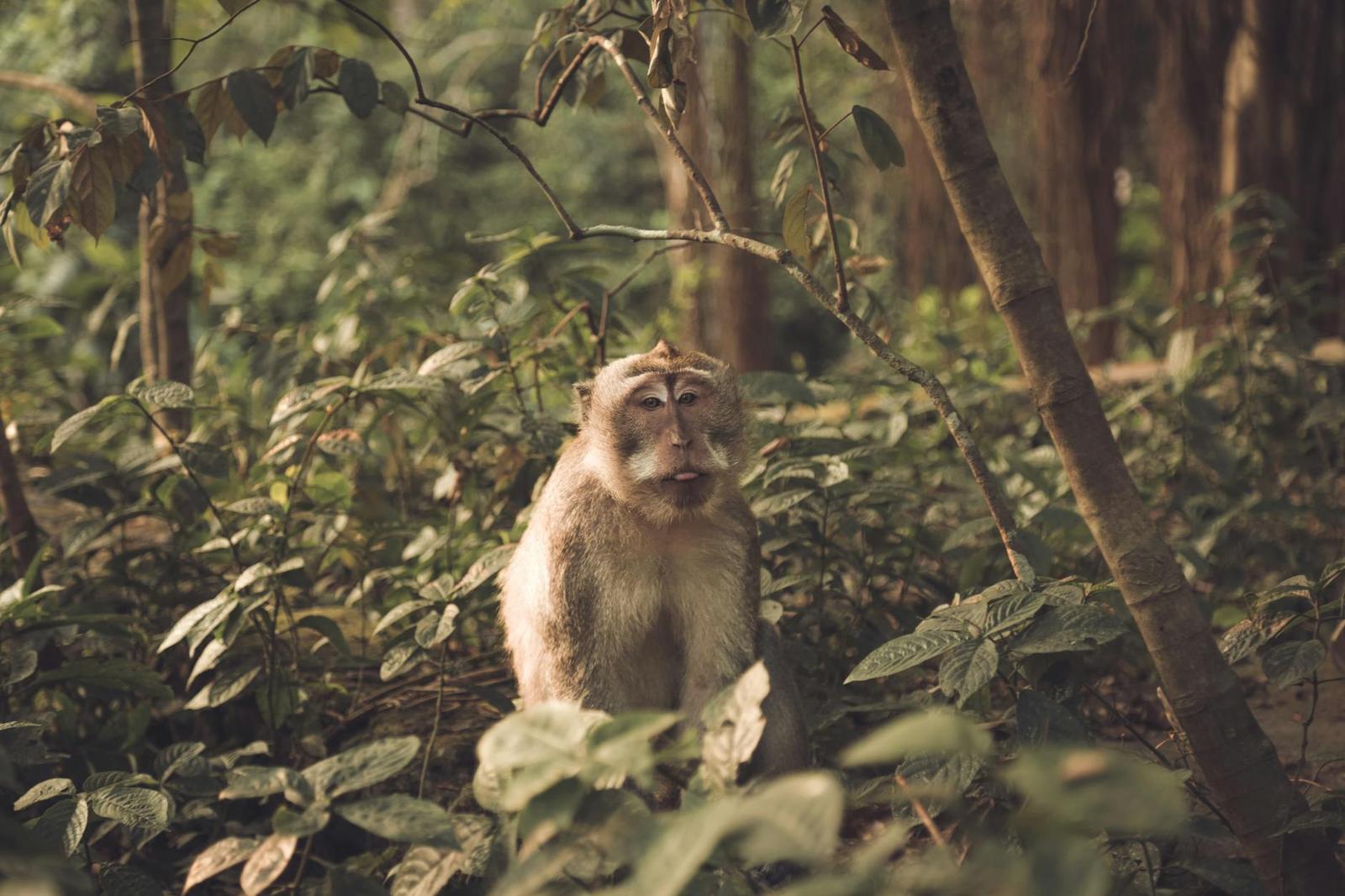 Monkey Forest on day 3, Indonesia