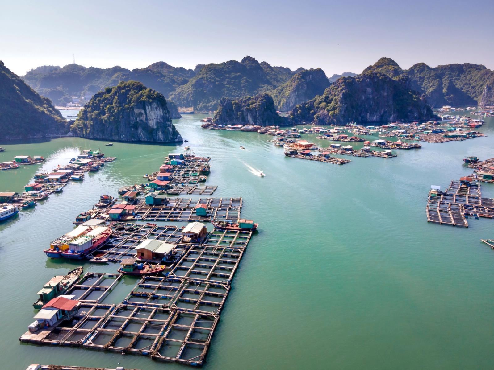 A scenic aerial view of floating fishing villages in Halong Bay, Vietnam, clear skies above