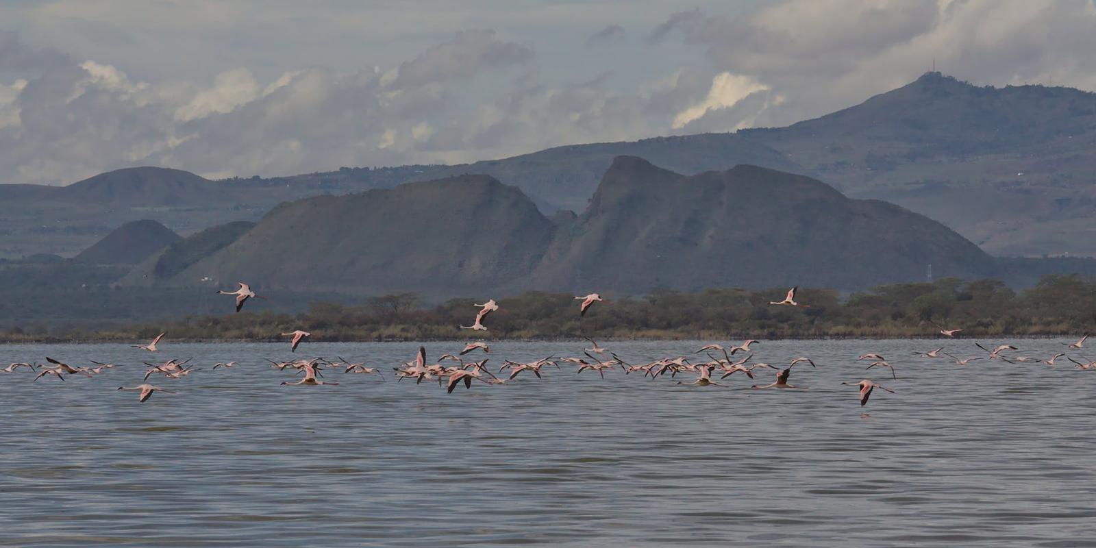 Flamingos taking flight over a lake with hills in the background