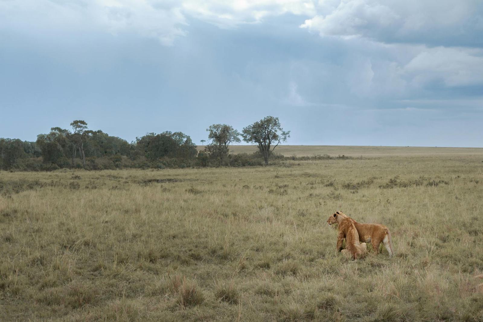 Two lionesses — Masai Mara, Kenya