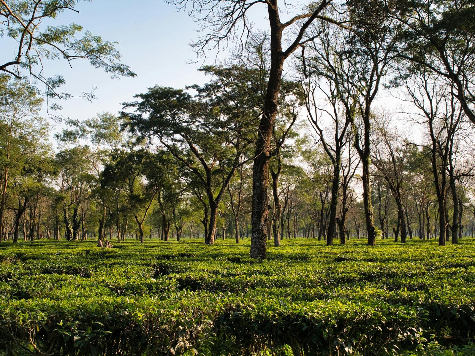 Plantation Estate Tours, India