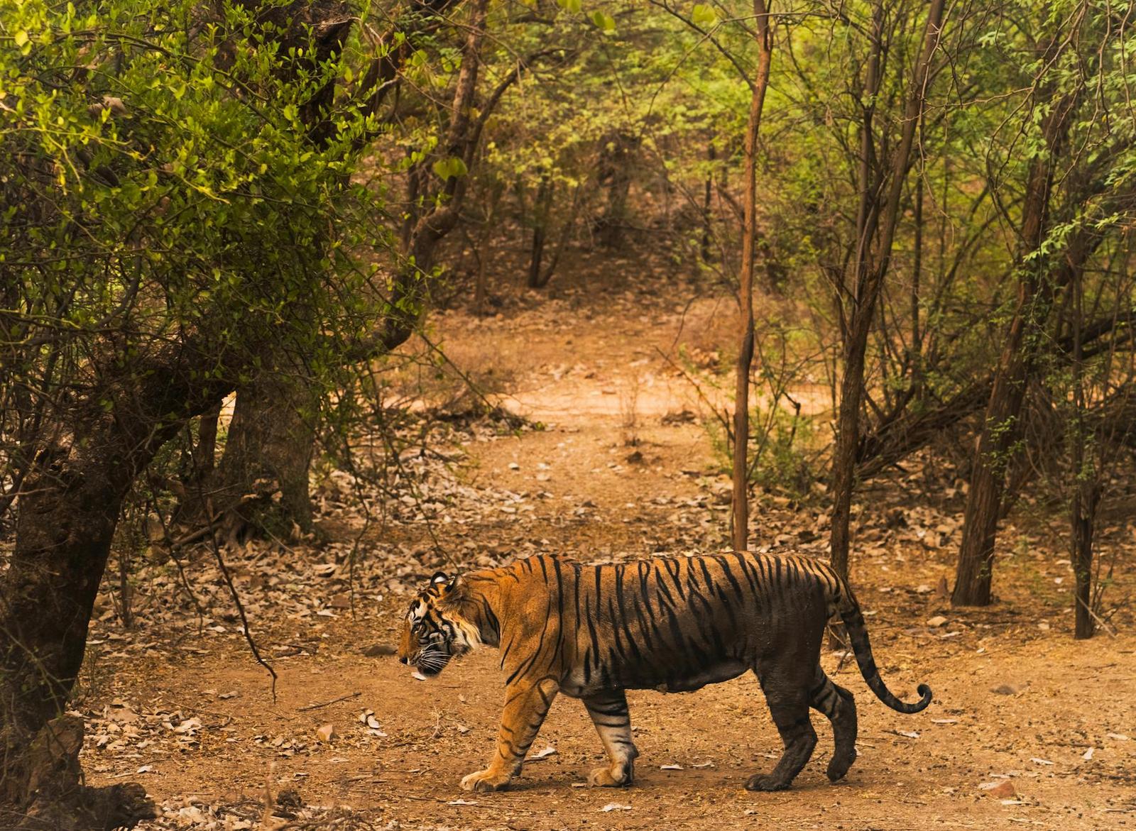 Tiger walking through dappled forest undergrowth