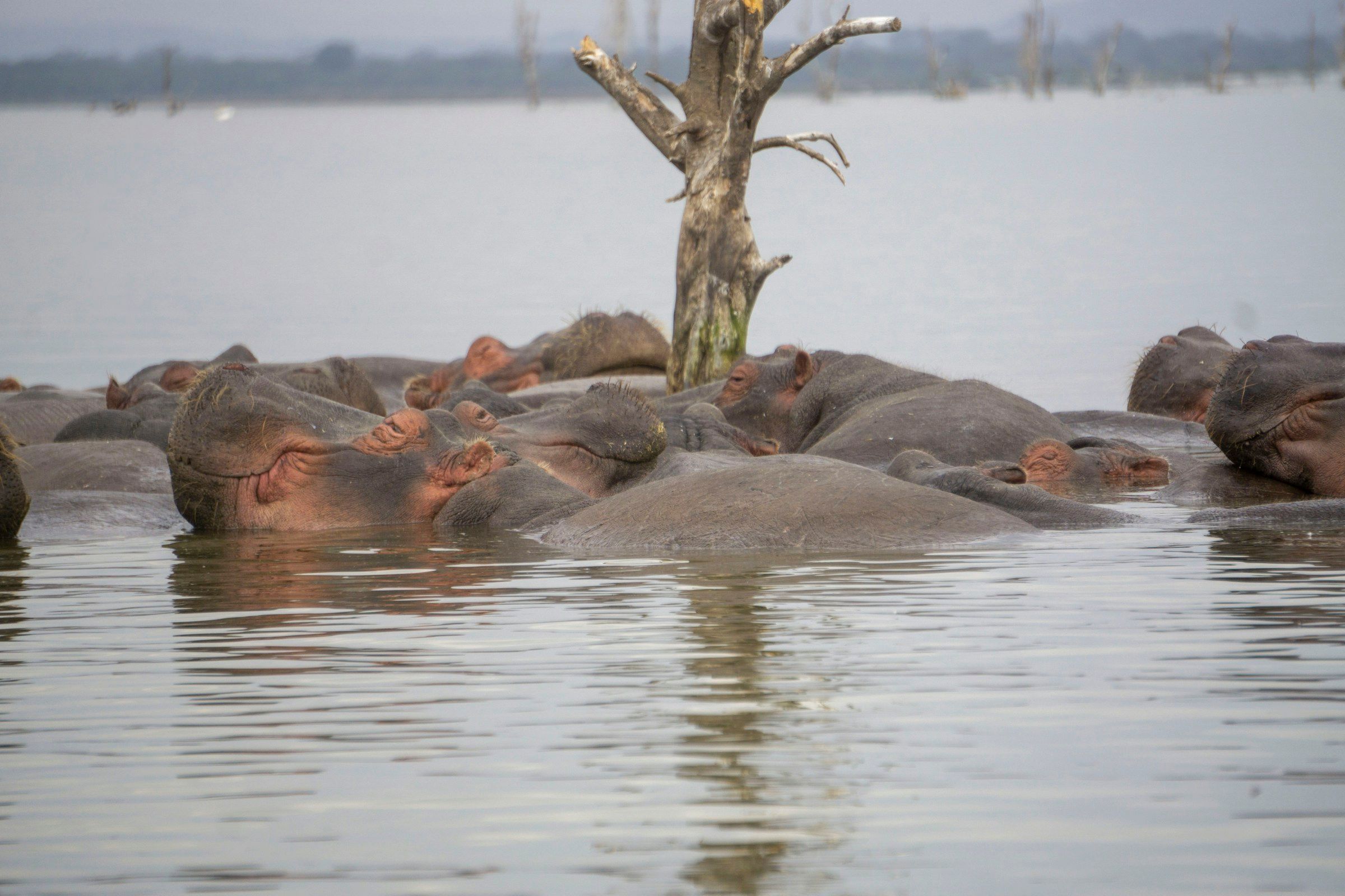 LAKE NAIVASHA TO LAKE NAKURU (B, L, D)