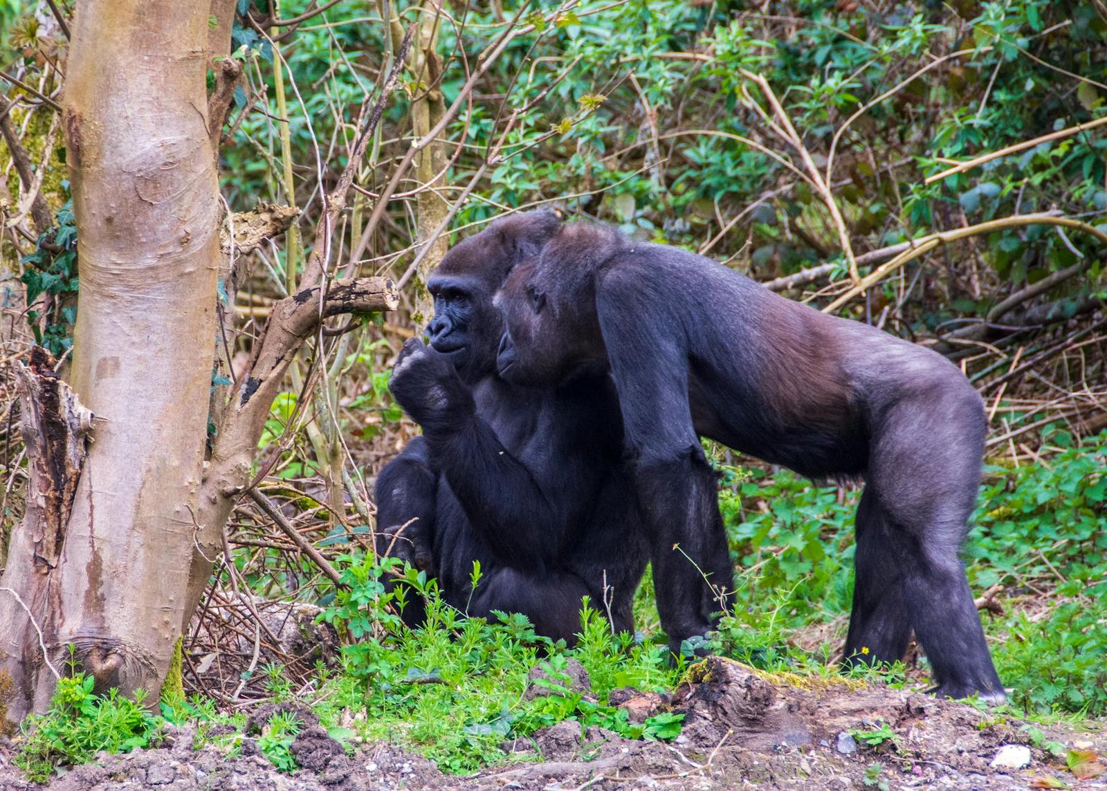 Two gorillas resting together among dense green undergrowth