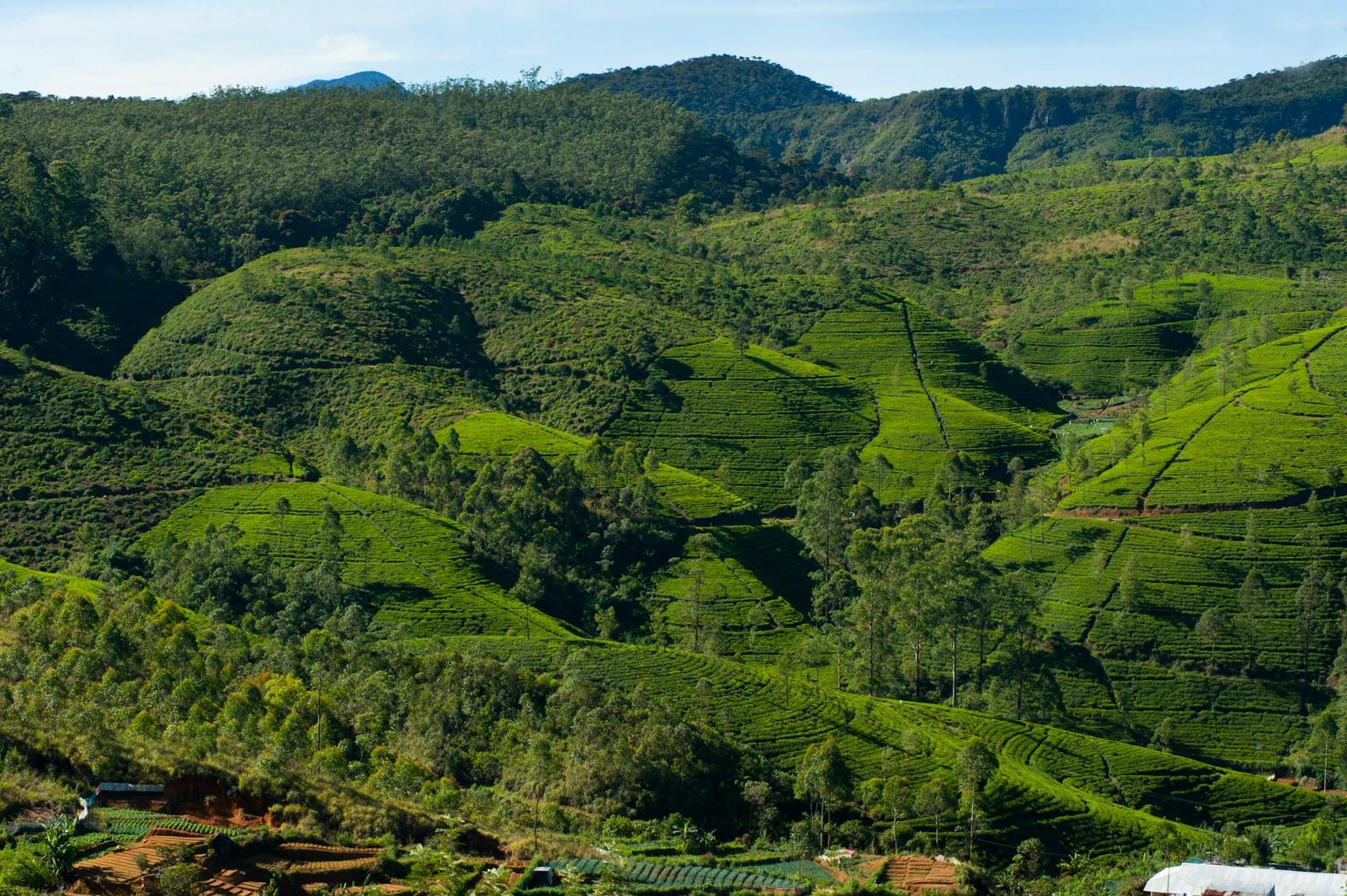 Tea Plantations & Nuwara Eliya, Sri Lanka