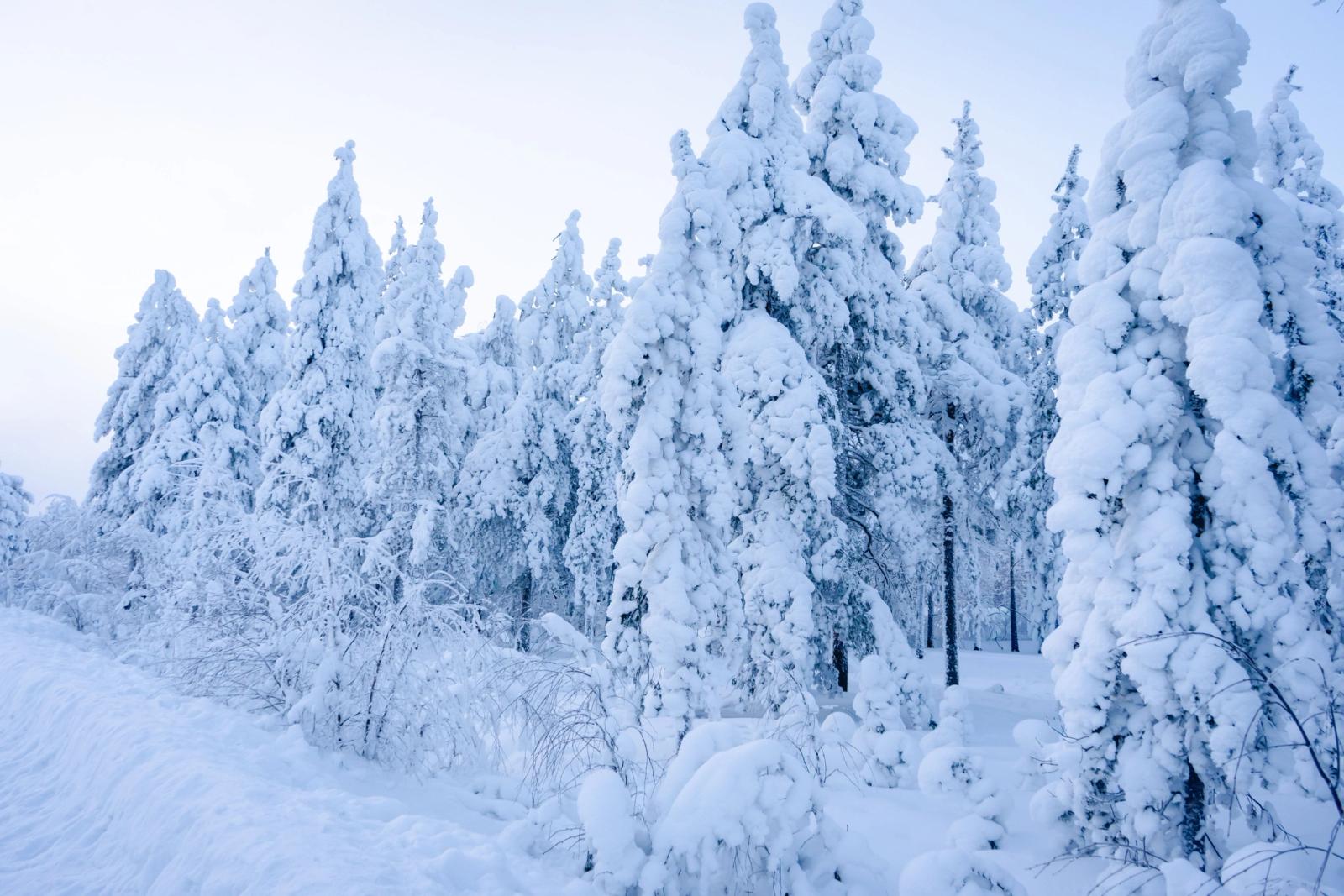 A pristine winter forest blanketed in snow captures the serene beauty of Lapland, Finland