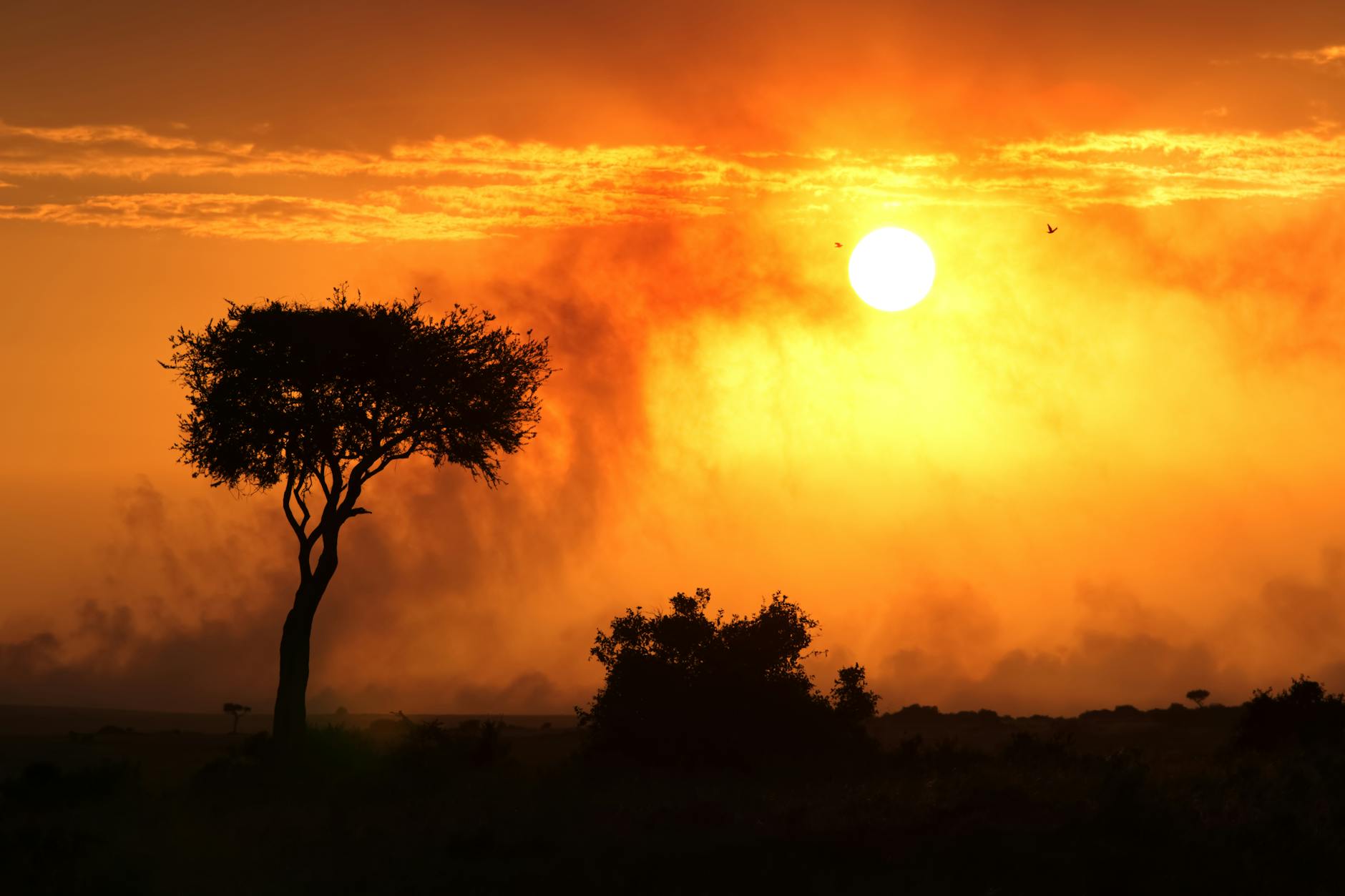 Kenya Safari: Masai Mara + Nakuru + Aberdare