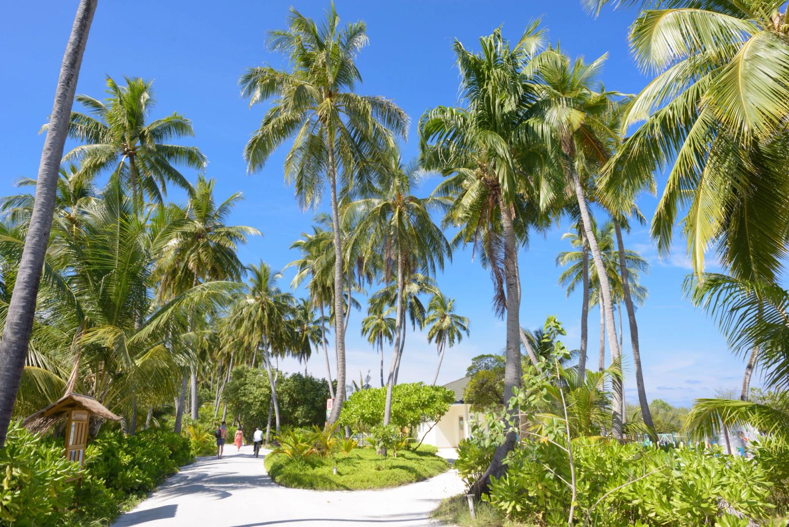 Scenic palm-lined pathway in a sunny Maldivian resort, ideal for relaxation and leisure