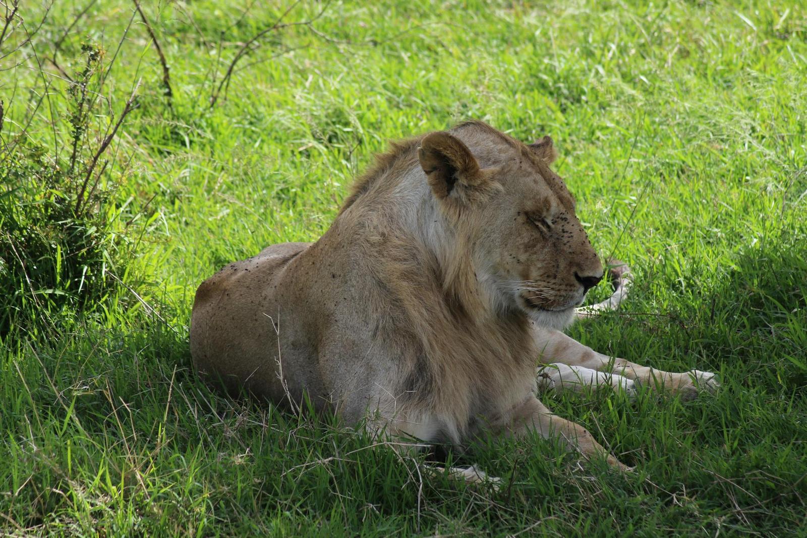 Lion lounging in dappled shade on a patch of green grass