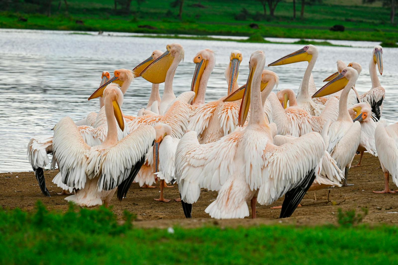Chui Lodge — Lake Nakuru, Kenya