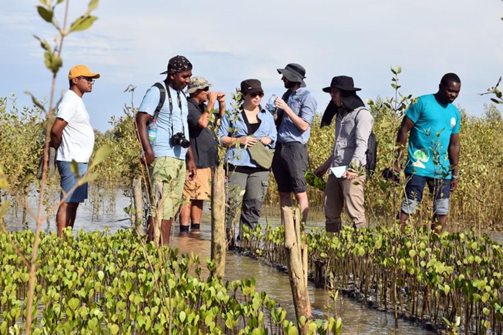Mangrove planting drive