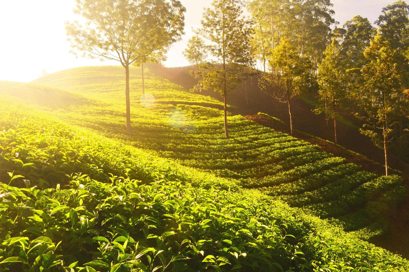 Sunlit tea plantations in Munnar, India