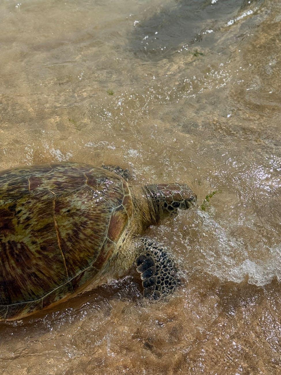 Bentota Turtle Farm Watersports — Sri Lanka