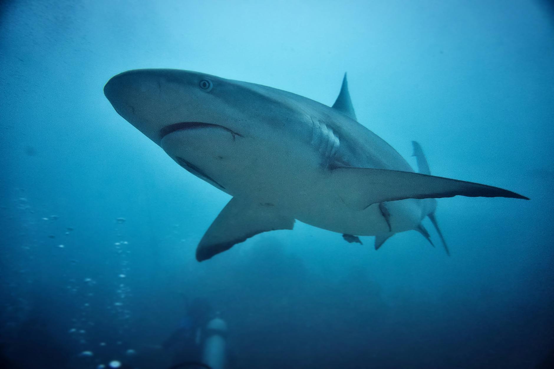 Full Shark Cage Diving — South Africa