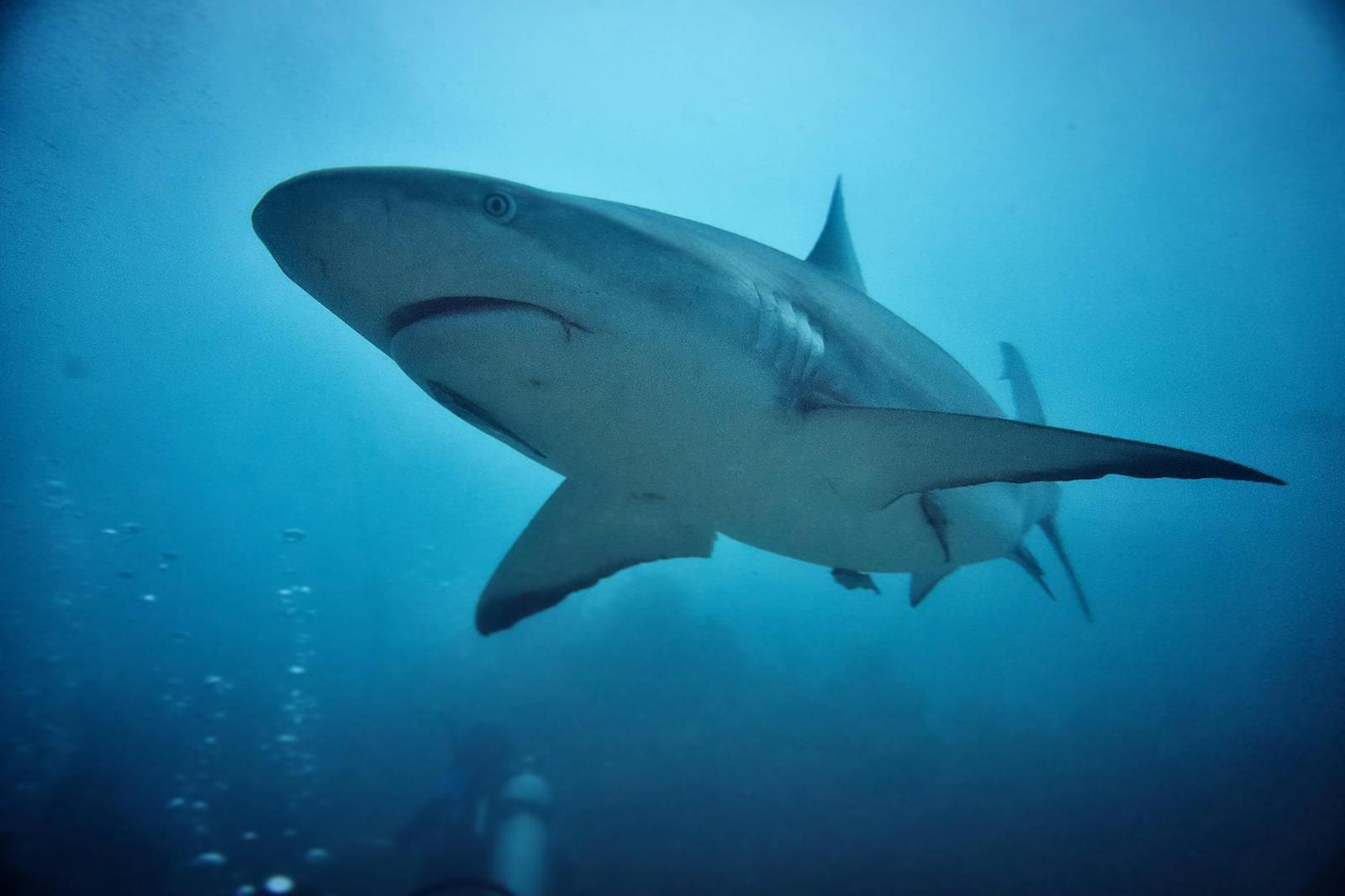 Full Shark Cage Diving — South Africa