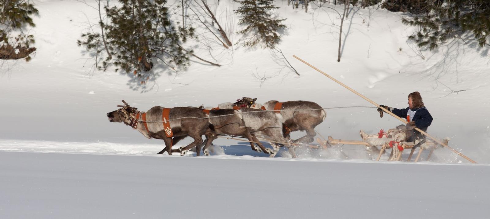 A musher driving a reindeer sled across open snow