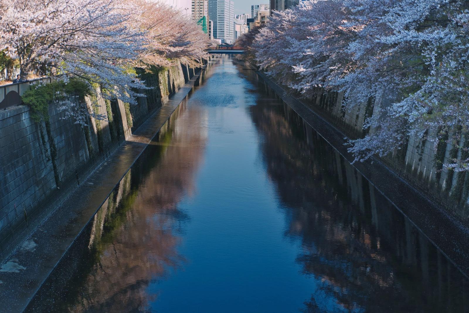 Serene cherry blossoms in full bloom reflecting over a tranquil canal in Tokyo, Japan